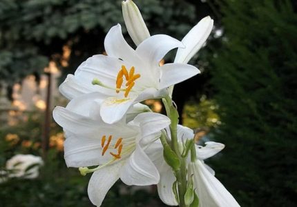 Panduan Lengkap Cara Menanam Bunga  Lili  Dan Jenis  Jenis 