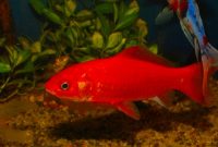 Ikan Komet Merah