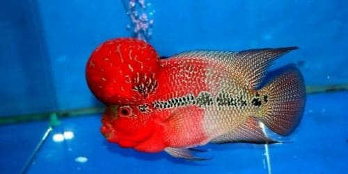 Keunikan Ikan Louhan