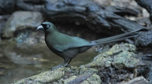 Burung Murai Batu Irian/Papua/Tangkar Centrong