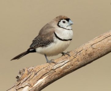 Owl Finch (Taeniopygia Bichenovii)
