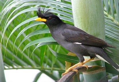 Burung Jalak Thailand