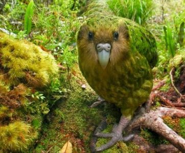 Burung Kakapo