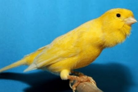 Burung Kenari Roller