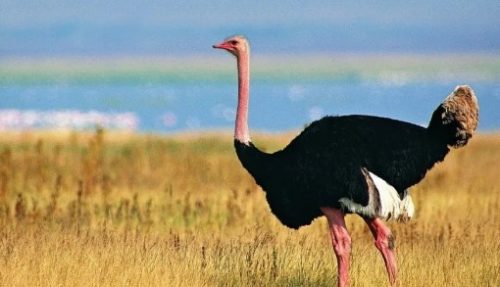 Burung Unta (Ostrich)