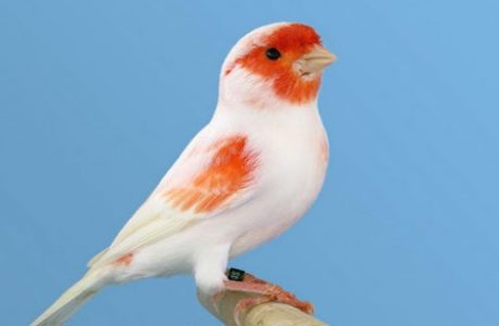 Color Bred Canary