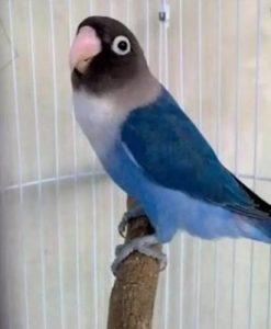 Jenis Burung Lovebird Biru Mangsi