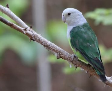 Jenis Burung Lovebird Madagaskar