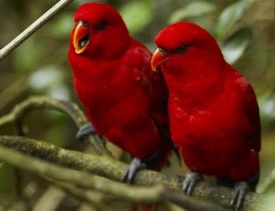 Jenis Burung Lovebird Merah