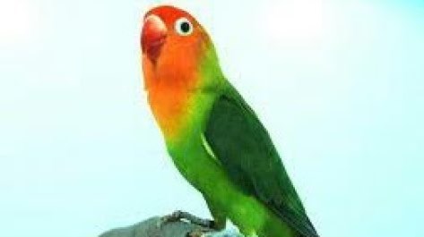 Jenis Burung Lovebird Nyasa