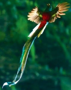 Resplendent Quetzal, Guatemala
