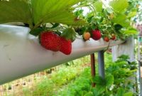 6 Panduan Lengkap Cara Menanam Buah Stroberry Dalam Pipa yang Benar