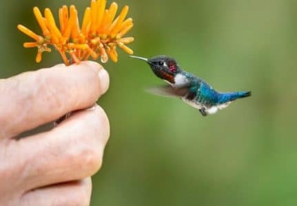 Burung Bee Hummingbird atau Kolibri Madu