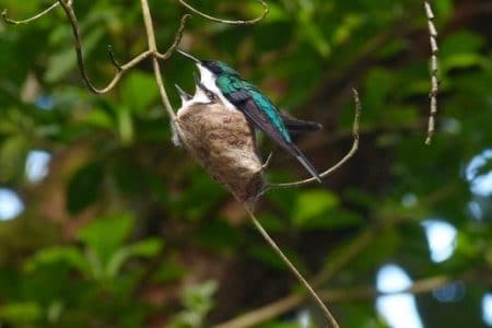 Burung Costa Hummingbird