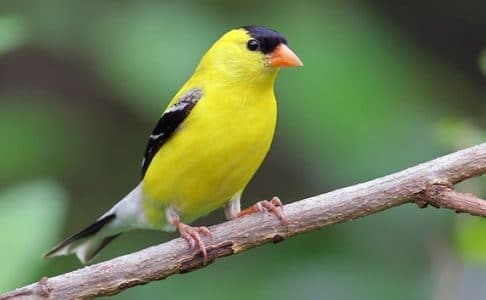 Burung Lesser goldfinch
