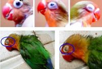 Penyakit Burung Lovebird dan Cara Penyembuhannya