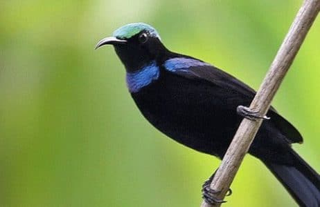 Kolibri Black Sunbird