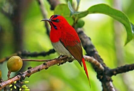 Kolibri Ekor Merah