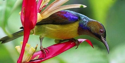 Kolibri Kelapa