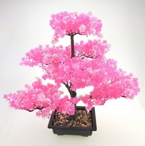 Bonsai Sakura