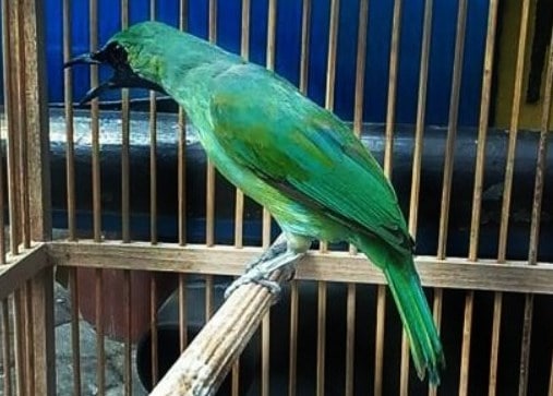 Burung Cucak Ijo Banyuwangi