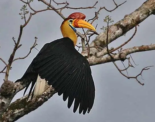 Burung Julang Sulawesi
