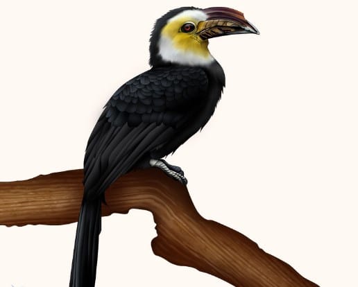 Burung Kangkareng Sulawesi