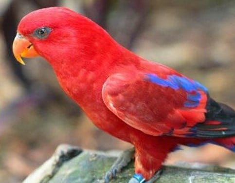 Burung Nuri Merah