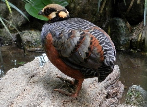 Burung Puyuh Gonggong