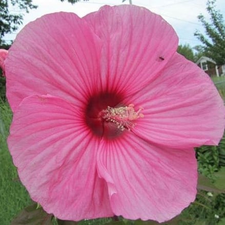 Giant Rose Mallow