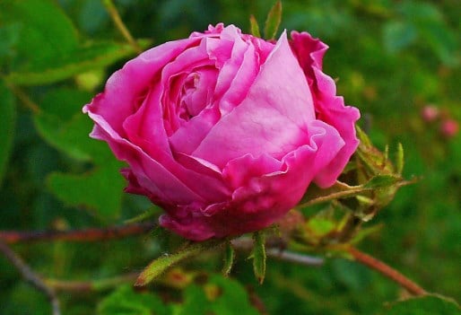 Mawar Kubis