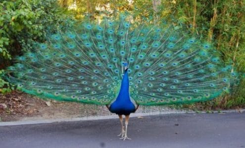 Merak (Peacock)