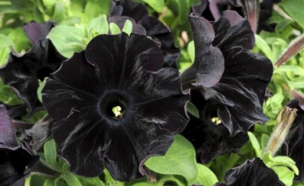 Bunga Black Petunia