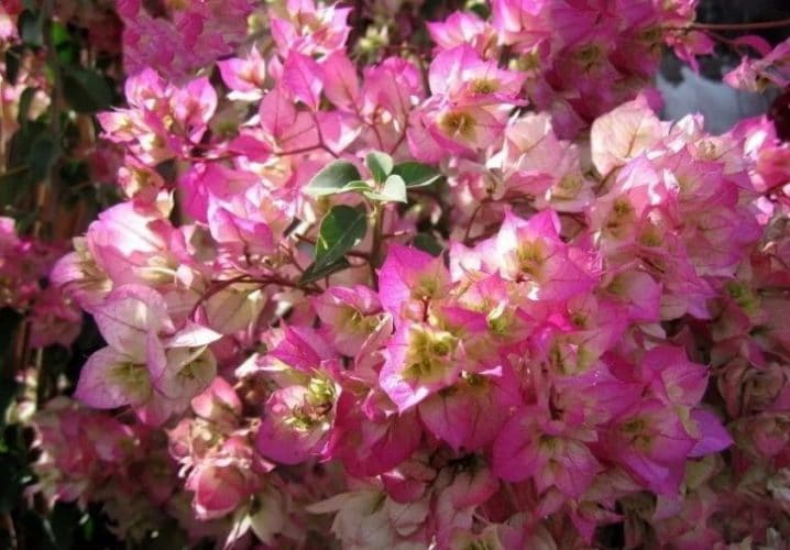 Bunga Bougenville Cherry Blossom