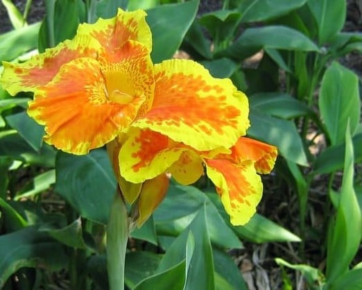 Bunga Canna Lily