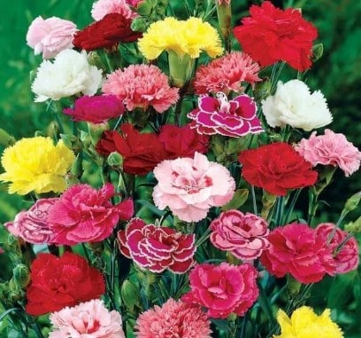 Bunga Carnation atau Anyelir