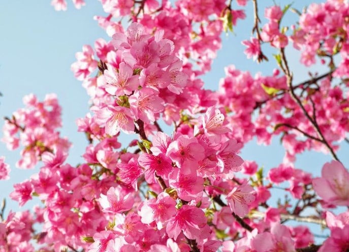 Bunga Cherry Blossom ( Sakura )