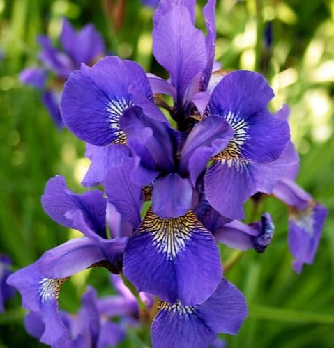 Bunga Iris Biru