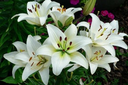 Bunga Lily Putih atau Bunga Bakung