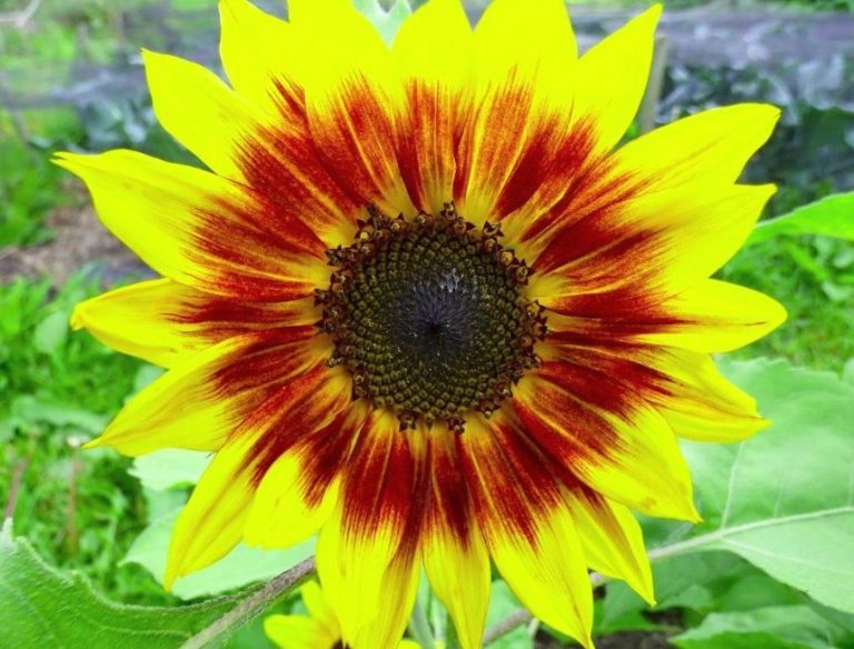√Mengenal Jenis Bunga Matahari Cantik Lengkap Beserta Gambar