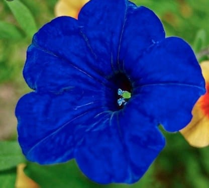 Bunga Petunia Wave Blue