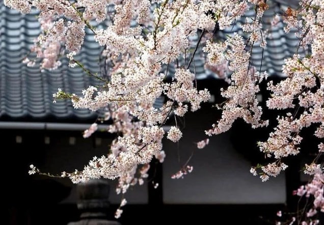 Bunga Sakura Edo-higanzakura