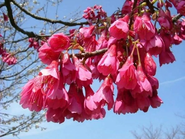 Bunga Sakura Kanhizakura