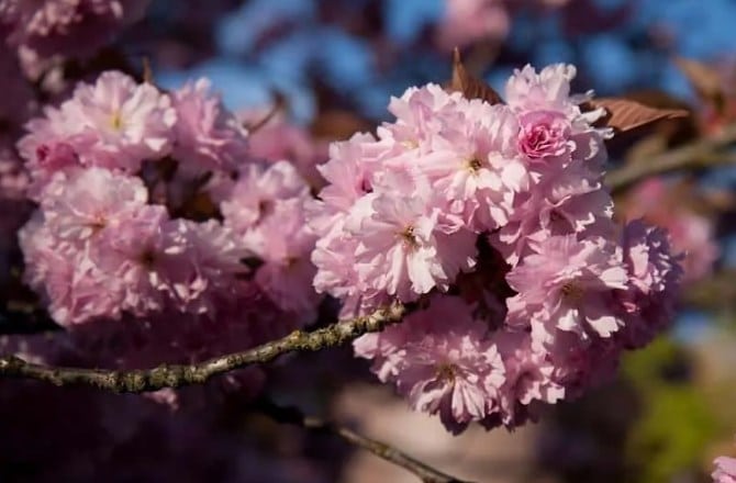 Bunga Sakura Kanzan
