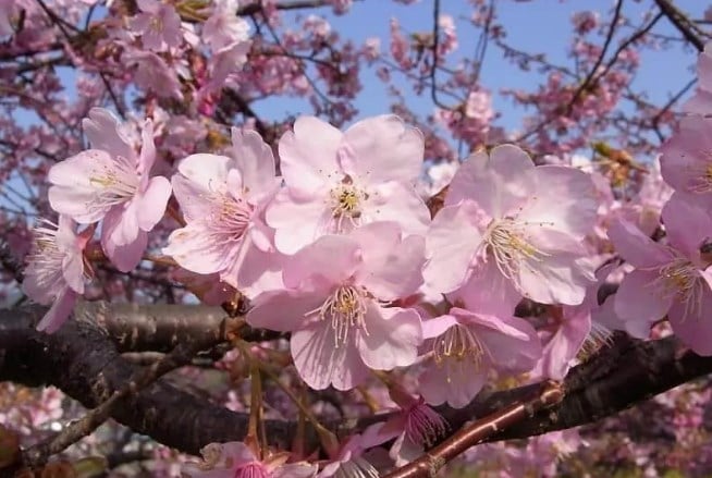 Bunga Sakura Kawazuzakura