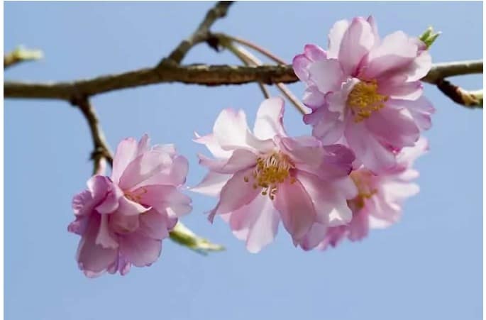 Bunga Sakura Shidarezakura