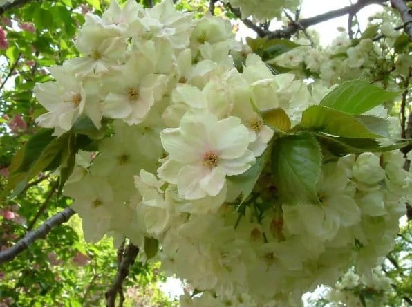 Bunga Sakura Ukon