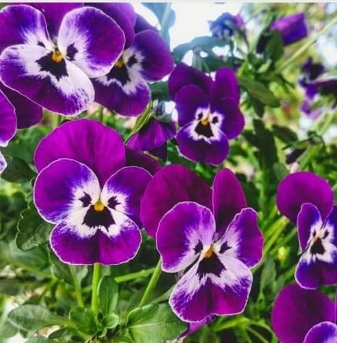 Bunga Viola