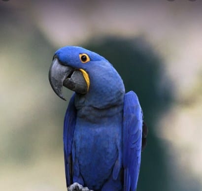 Hyancinth Macaw