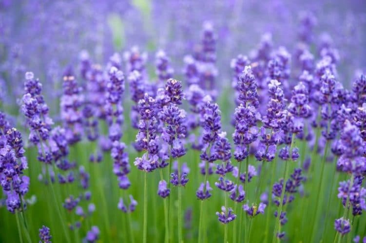 Jenis Bunga Lavender